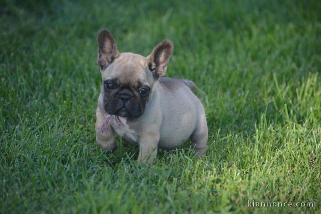 Je cèdes chiot Bouledogue Français à une famille passionnée