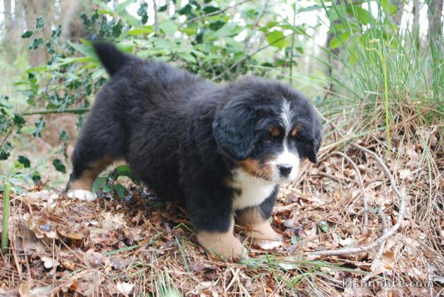 Je donnes chiot bouvier bernois femelle