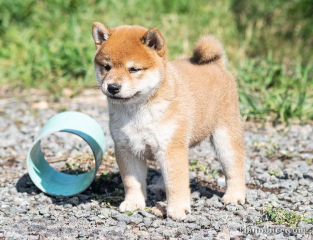 Adorables chiot shiba inu 4 femelles 5 mâles pour adoption