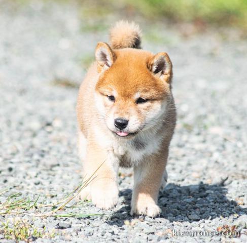 Adorables chiot shiba inu 4 femelles 5 mâles pour adoption