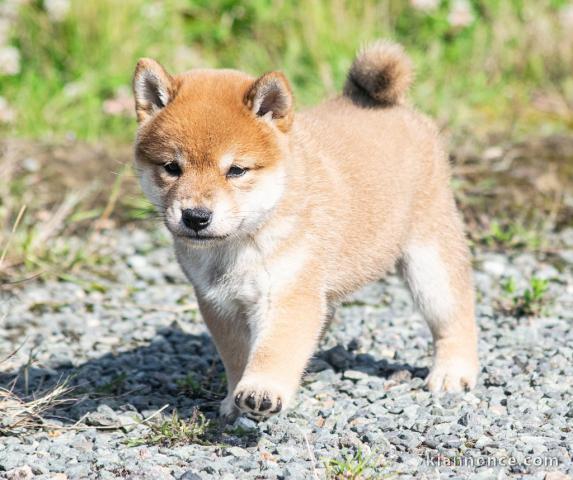 Adorables chiot shiba inu 4 femelles 5 mâles pour adoption