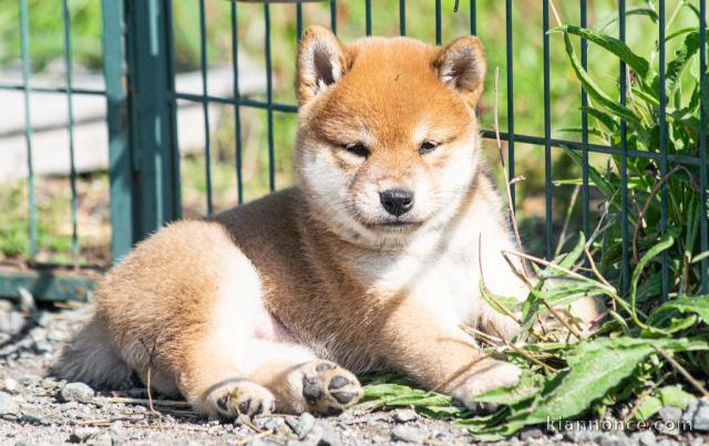 Adorables chiot shiba inu 4 femelles 5 mâles pour adoption