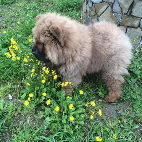 Adorables chiots de race chow-chow disponibles de suite