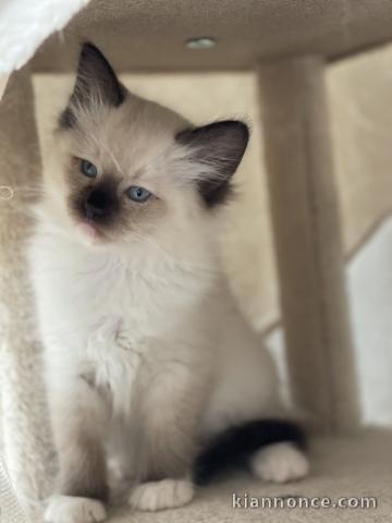 Chatons Ragdoll A donner contre bon soin