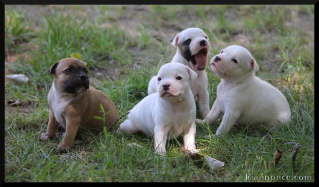 staffordshine terrier adorable