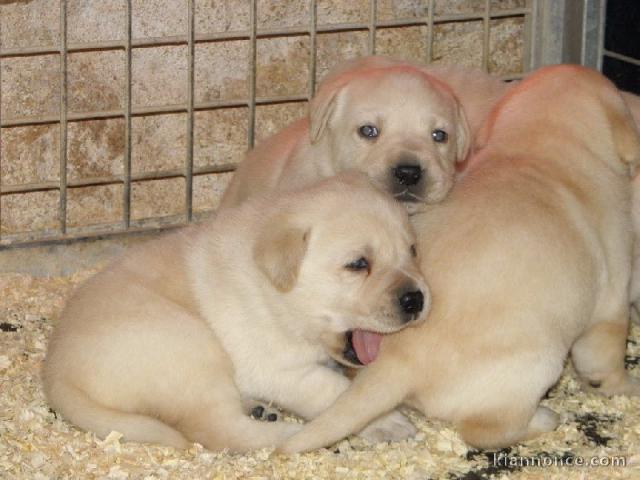 chiot labrador retriever femelle/mâle