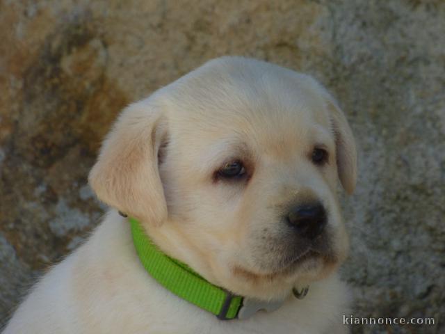 chiot labrador retriever femelle/mâle