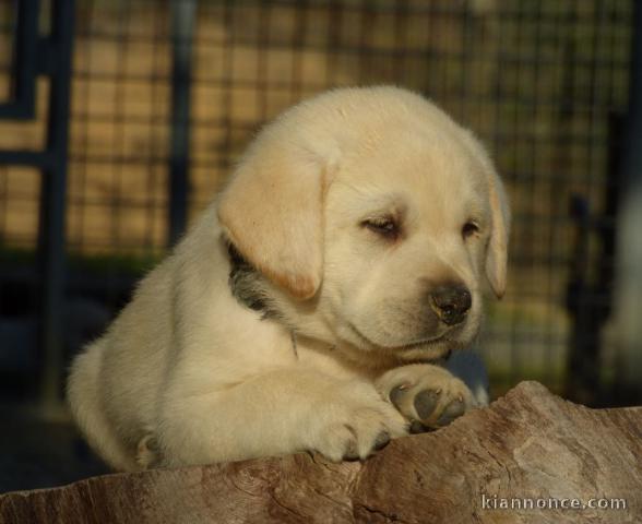 chiot labrador retriever femelle/mâle