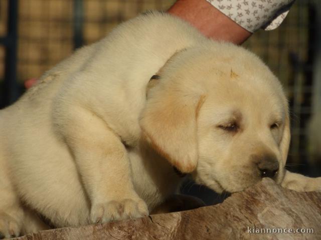 chiot labrador retriever femelle/mâle