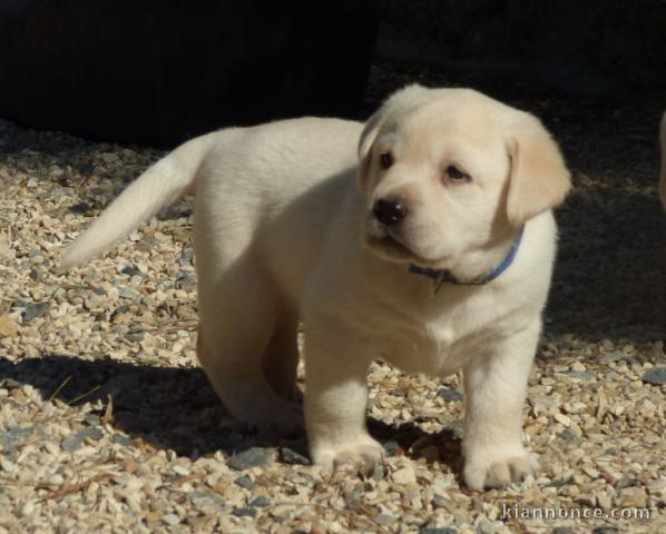 chiot labrador retriever femelle/mâle