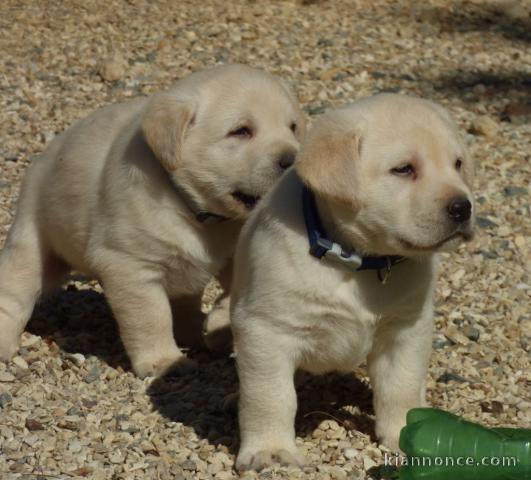 chiot labrador retriever femelle/mâle