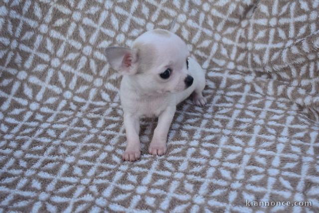 A donner chiot chihuahua très belle femelle