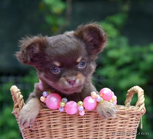 Chiot chihuahua femelle très belle couleur pour adoption