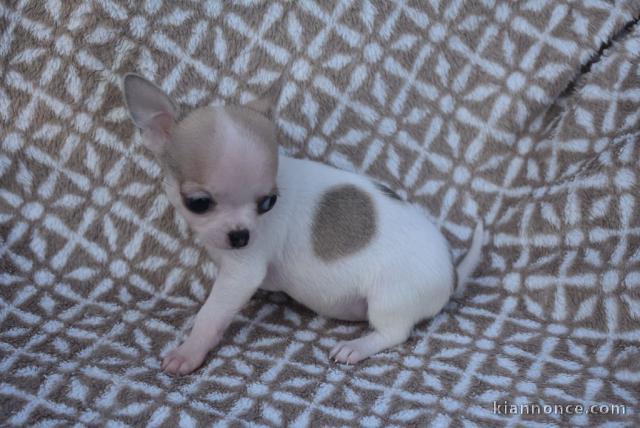 Chiot chihuahua femelle très belle couleur pour adoption