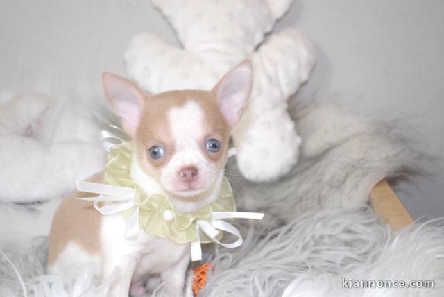 Chiot chihuahua femelle très belle couleur pour adoption