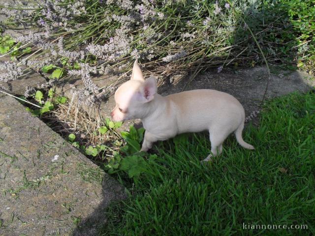 Chiot chihuahua femelle très belle couleur pour adoption