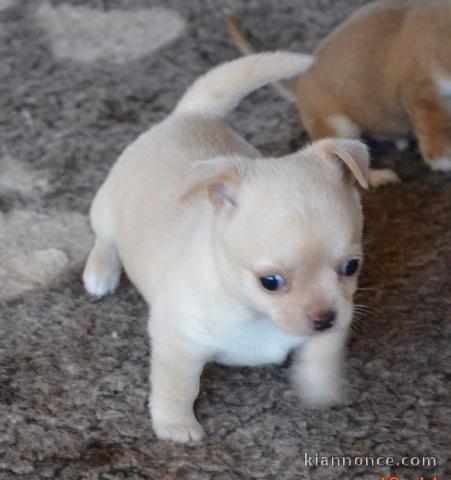 Chiot chihuahua femelle très belle couleur pour adoption