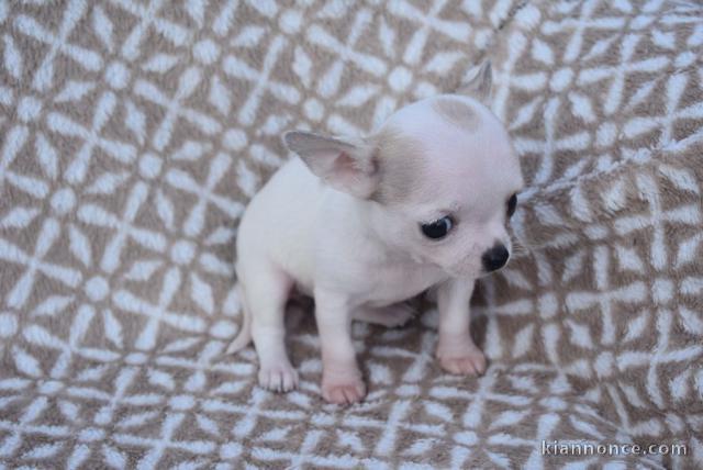 Chiot chihuahua femelle très belle couleur pour adoption