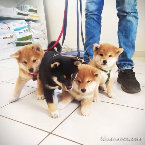 Sublimes Chiots Shiba Inu Pure Race 