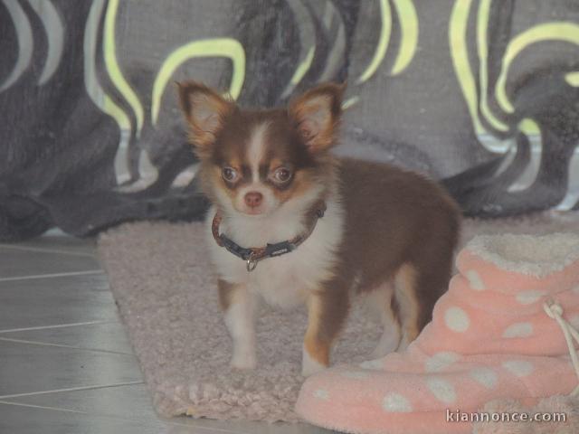 Chiot chihuahua femelle très belle couleur pour adoption