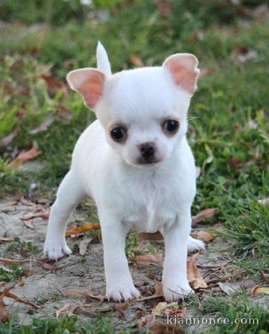 Chiot chihuahua femelle très belle couleur pour adoption