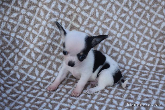 Chiot chihuahua femelle très belle couleur pour adoption