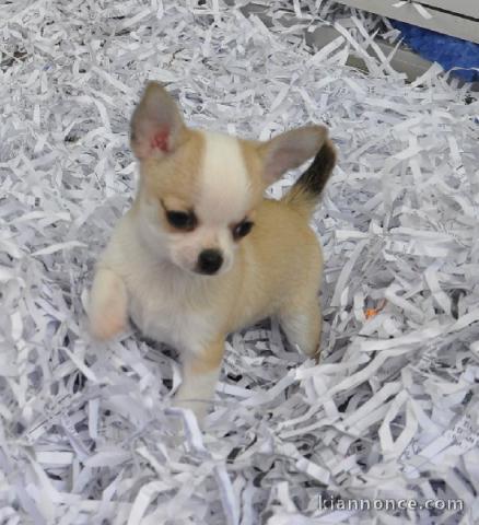 Chiot chihuahua femelle très belle couleur pour adoption