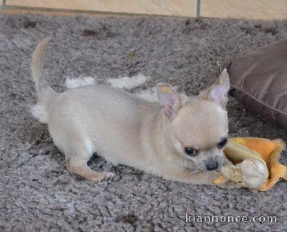 Donnez chiot chihuahua femelle non lof