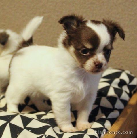 A donner chiot Chihuahua femelle