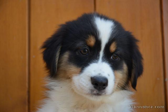 Adorable chiots  Berger Australien