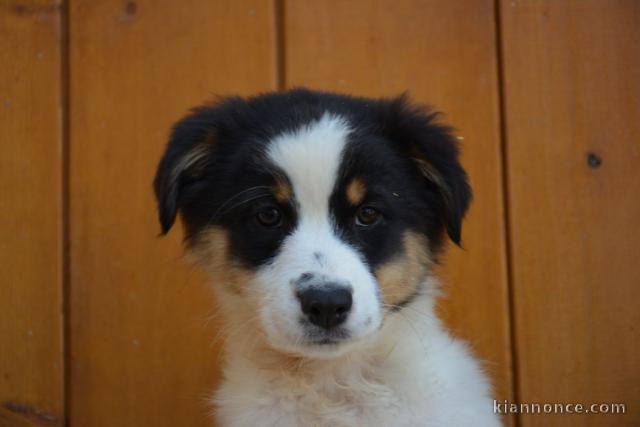 Adorable chiots  Berger Australien