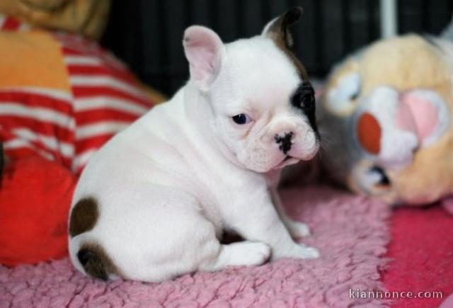 Magnifique et adorable chiot bouledogue français 