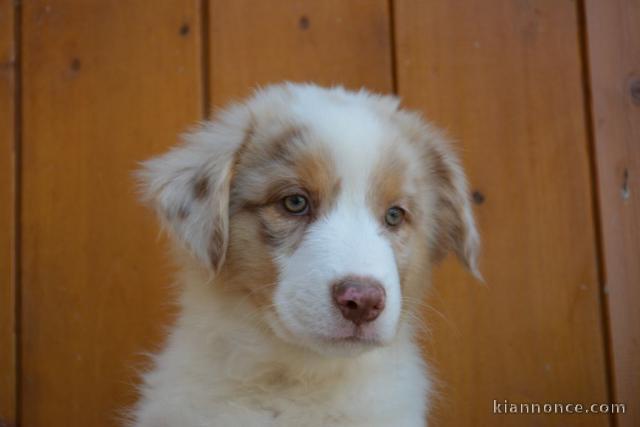 Adorable chiots  Berger Australien