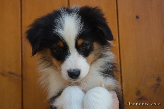 Adorable chiots  Berger Australien