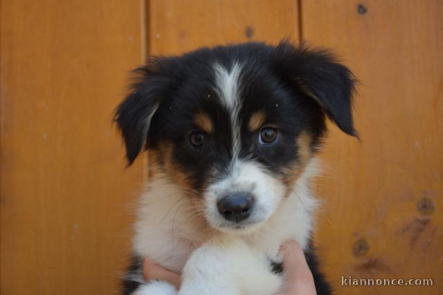 Adorable chiots  Berger Australien