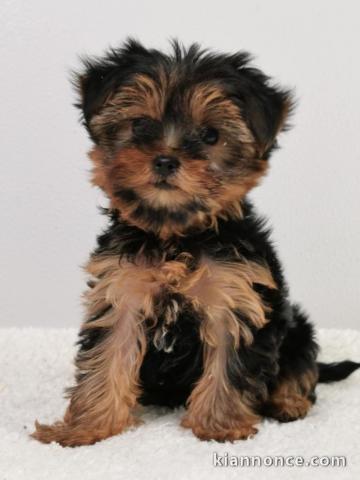 Chiot femelle yorkshire terrier a adoptez