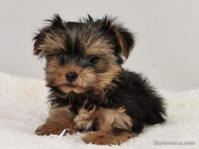 Chiot femelle yorkshire terrier a adoptez