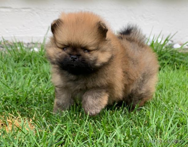 A céder femelle adorable chiot spitz nain