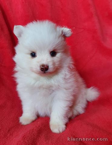 A céder femelle adorable chiot spitz nain