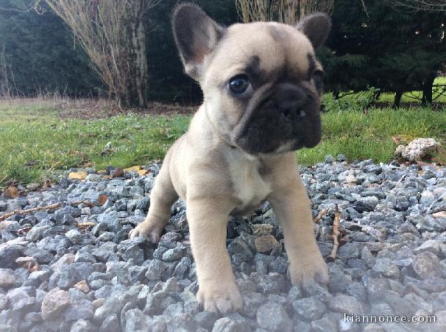 Chiots type bouledogue francais femelle à placer