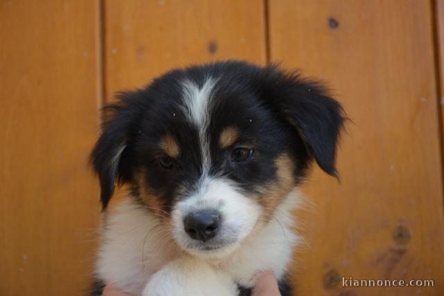 Adorable chiots  Berger Australien