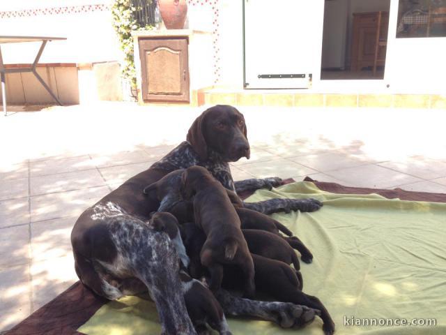 Chiots Braque Allemand