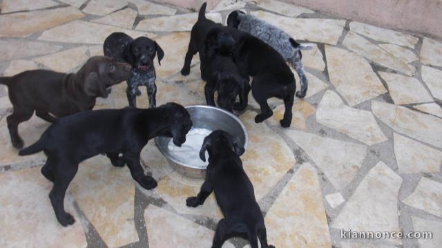 Chiots Braque Allemand