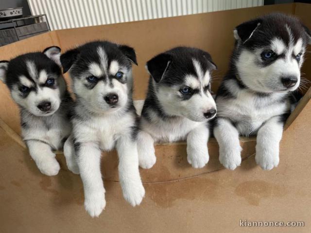   A DONNER MAGNIFIQUE CHIOTS HUSKY SIBERIEN 