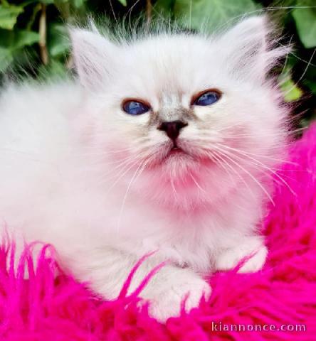 disponible de suite chatons Birman Bleu.