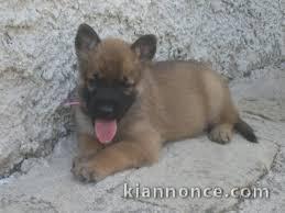 Magnifique et adorable chiot berger belge