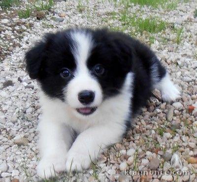 Magnifique et adorable chiot border collie