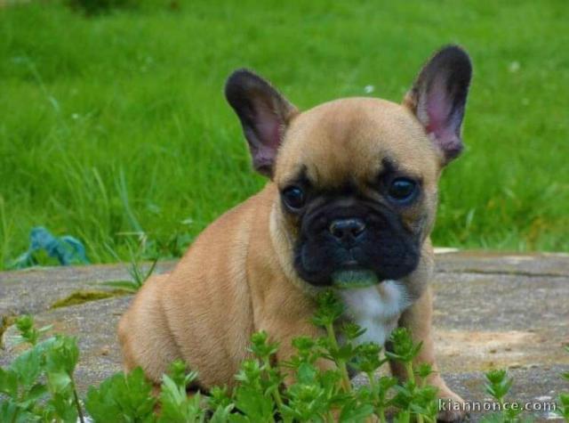 Magnifique et adorable chiot bouledogue francais