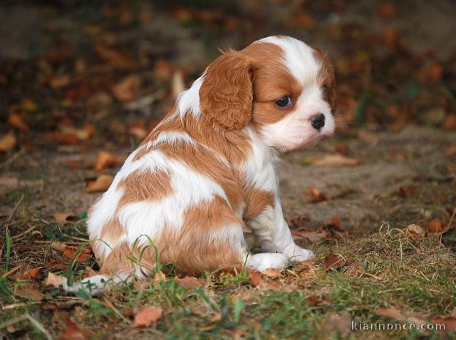 Magnifique et adorable chiot cavalier king charles 