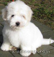 Magnifique et adorable chiot coton de tulear